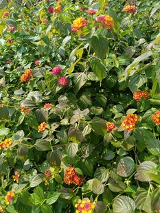 多彩花卉植物景观