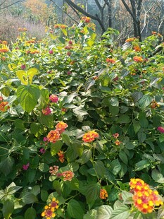 盛开的多彩花卉植物景观
