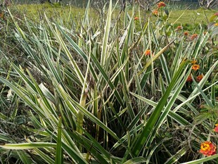 野外葱郁草丛中的橙色小花