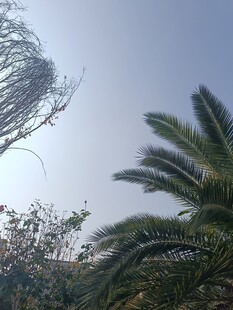 风中摇曳的棕榈树