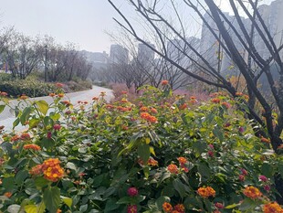 城市河畔绽放的艳丽花朵