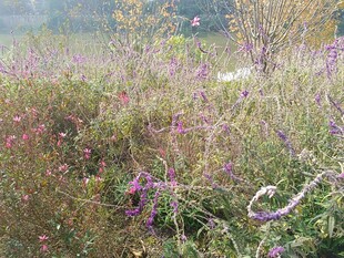 野外繁茂花草景观