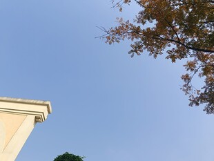 蓝天映衬下的建筑与树梢