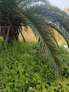 棕榈树下的繁茂绿植