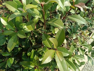 绿叶繁茂的植物景观