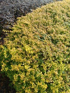 金黄翠绿相间的繁茂灌木丛