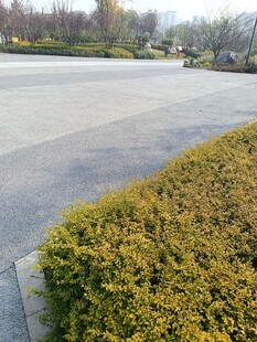 道路旁整齐的绿色灌木丛