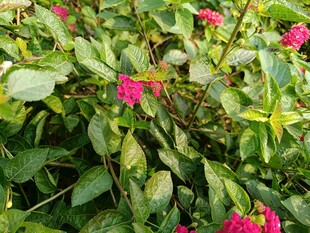 绿叶丛中绽放的娇艳花朵