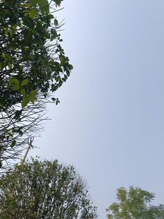 仰视绿树蓝天景象