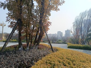 城市公园中的树木景观