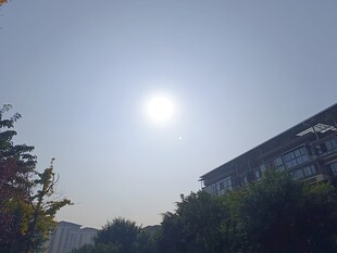 阳光下的城市绿植景观