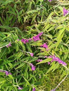 绿叶丛中的紫色小花