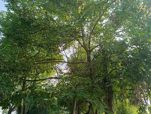 茂密树林中的高大树木