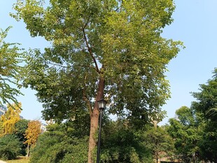 高大绿树于晴朗户外