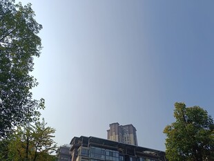 城市中树木掩映的建筑物