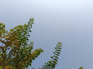 树梢上的蓝天绿意