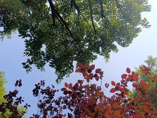 仰观多彩树木与蓝天