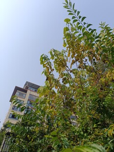 绿叶掩映下的楼房一角