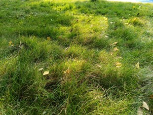 阳光下的翠绿草地