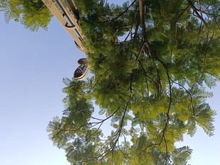 枝头小鸟栖于葱郁绿树间