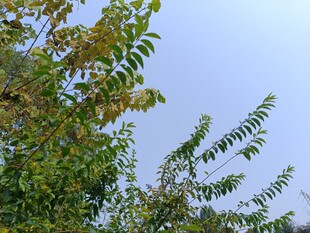 枝头绿叶映蓝天