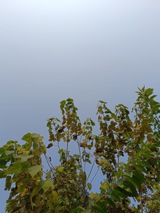 树梢上的蓝天与绿叶