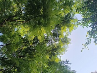 仰视葱郁树林绿意盎然