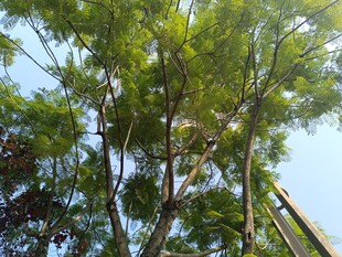 仰视葱郁树林景观