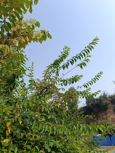 绿叶繁茂的生机景象