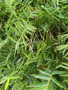 翠绿繁茂的热带植物叶片