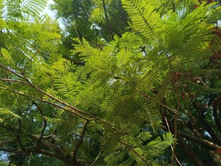 茂密翠绿的林间植物