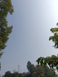 树梢之上的晴朗天空