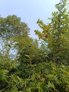 茂密树林绿意盎然