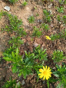泥土中绽放的黄色小花