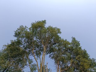 蓝天之下的葱郁树木