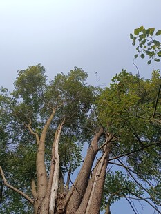 高大挺拔的丛生树木