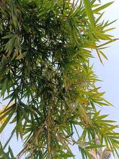 翠绿竹叶在蓝天映衬下