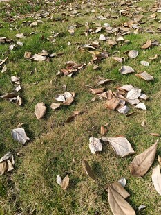 草地上散落的多彩枯叶