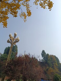 秋日户外景观中的独特路灯