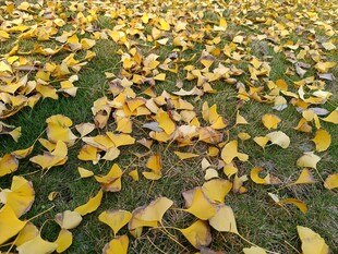 金黄银杏叶铺就秋日美景