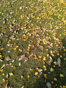 秋日草地落叶美景