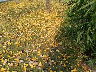 满地落叶的静谧景象