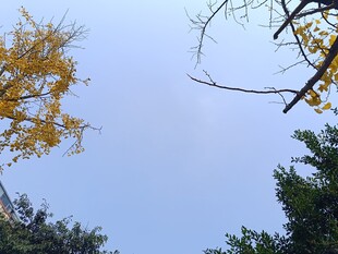 秋日银杏与蓝天景致