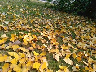 秋日银杏落叶铺满草地