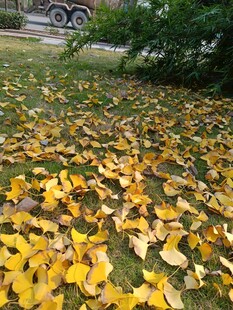 金黄银杏叶铺就秋日美景