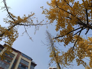 秋日银杏与楼宇景致