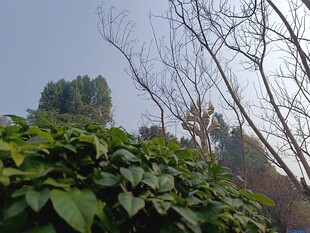 绿叶与枯树的自然景致