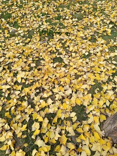 金黄落叶铺满地面的美景