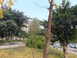 秋日公园树木景致