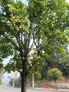 路边绿树成荫的景致